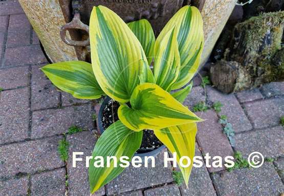 Hosta Montana Moonshine