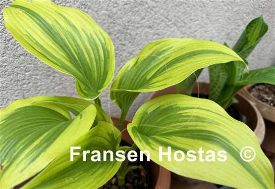 Hosta Montana Moonshine