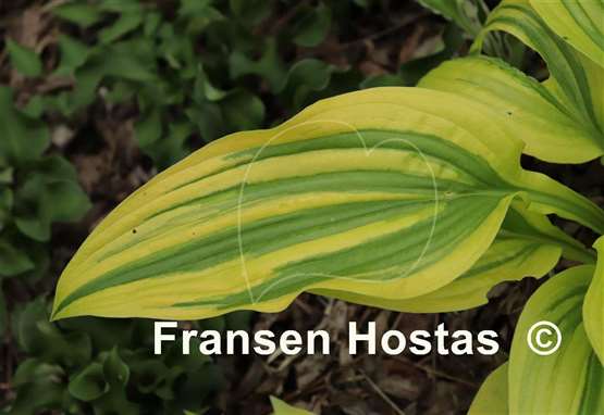 Hosta Montana Moonshine
