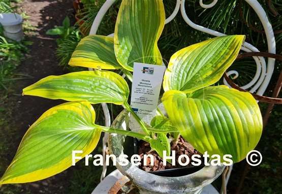 Hosta Montana Moonshine