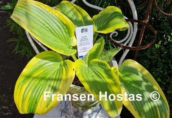 Hosta Montana Moonshine