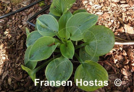 Hosta Mood Indigo