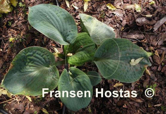 Hosta Mood Indigo