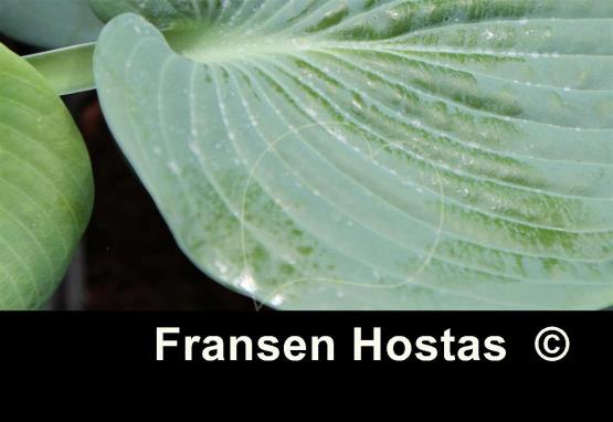 Hosta Mood Indigo