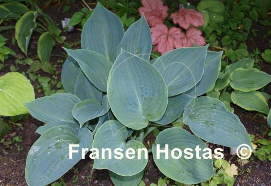 Hosta Moody Blues