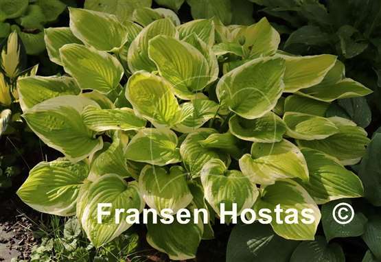 Hosta Moon Dance