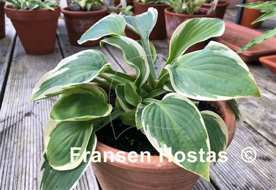 Hosta Moon River