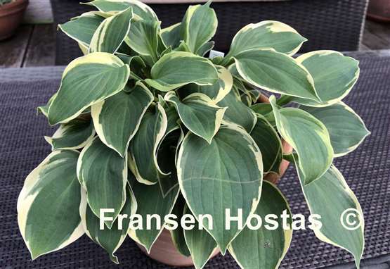 Hosta Moon River