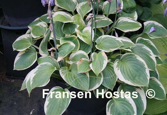 Hosta Moon River