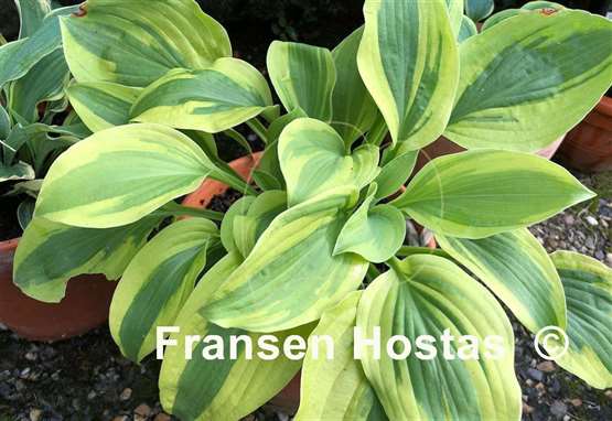 Hosta Moon Split