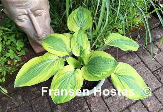 Hosta Moon Split