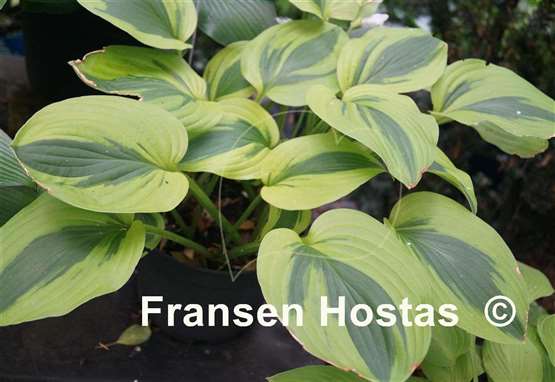 Hosta Moon Split