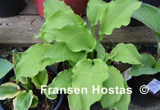 Hosta Moon Waves