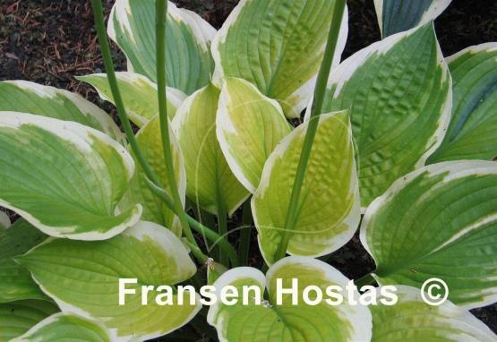 Hosta Moon Dance