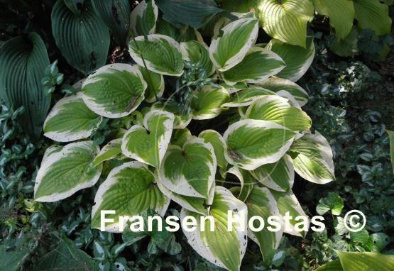 Hosta Moon Dance