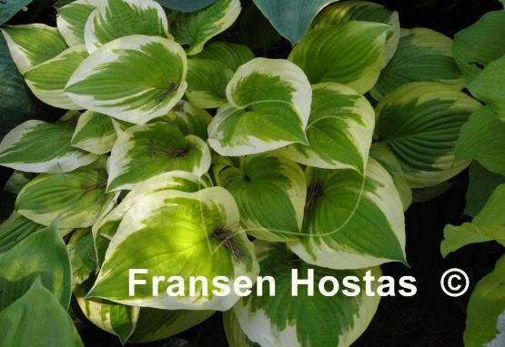 Hosta Moon Dance