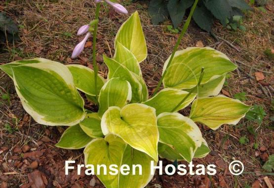Hosta Moon Dance