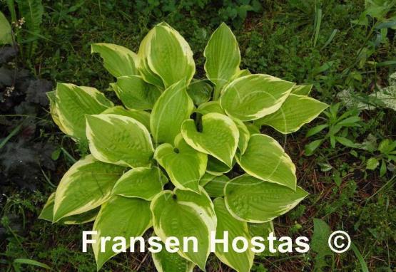 Hosta Moon Dance