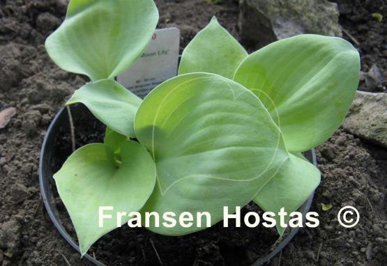 Hosta Moon Lily