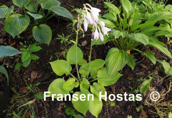 Hosta Moon Lily