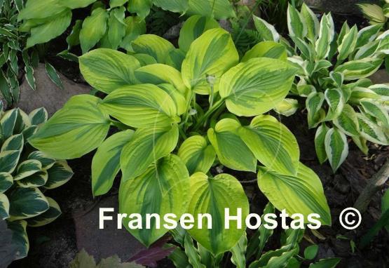 Hosta Moon Split