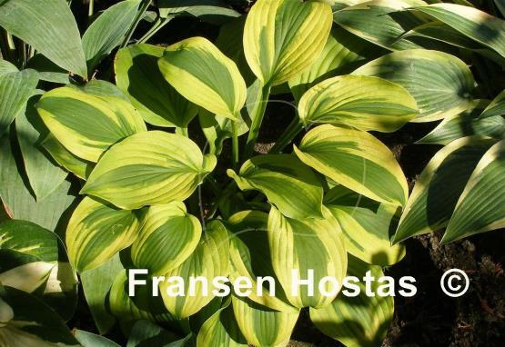 Hosta Moon Split