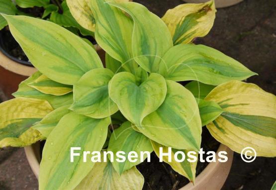 Hosta Moon Split
