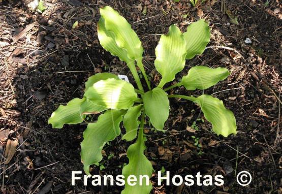 Hosta Moon Waves