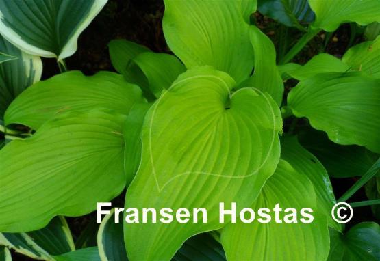 Hosta Moon Waves