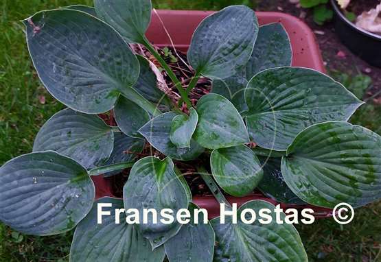 Hosta Moongate Little Dipper