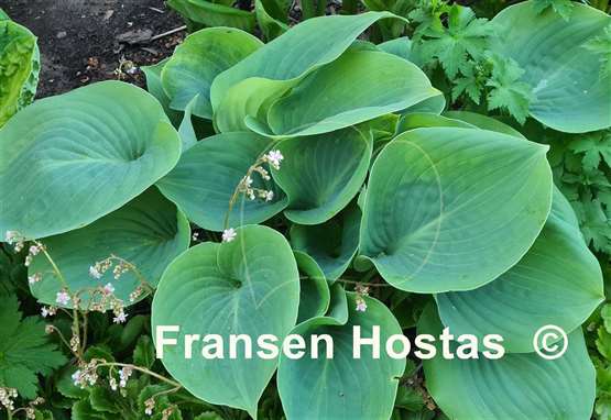 Hosta Moonlight Mirage