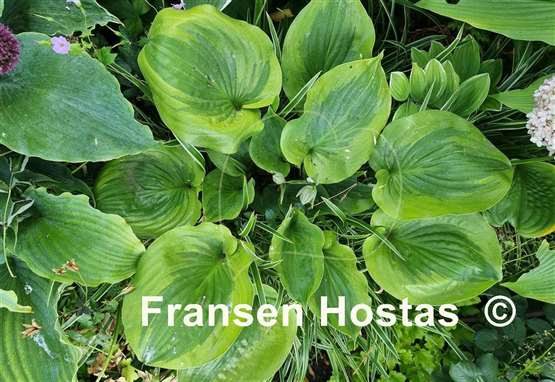 Hosta Moonlight Mirage