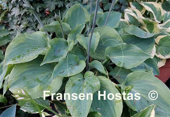 Hosta Moonlight Mirage