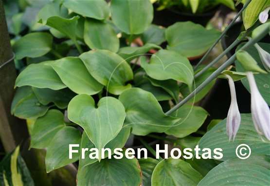 Hosta Moonlight Mirage