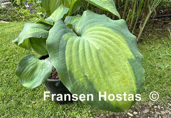 Hosta Moonlight Shadow