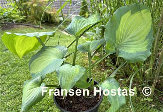 Hosta Moonlight Shadow