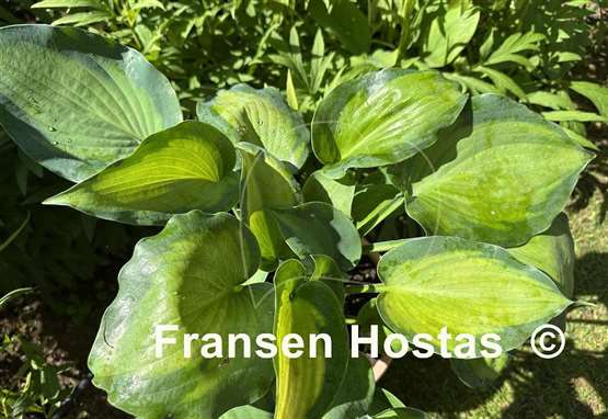 Hosta Moonlight Shadow