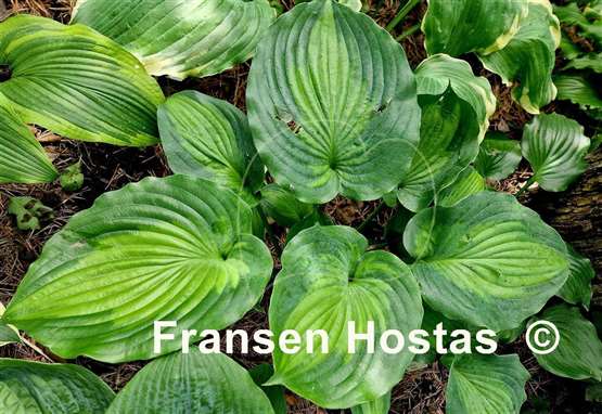 Hosta Moonlight Shadow