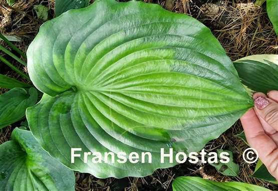 Hosta Moonlight Shadow