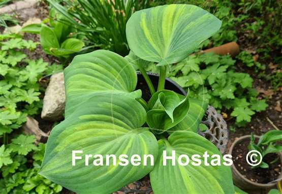 Hosta Moonlight Sonata streaked