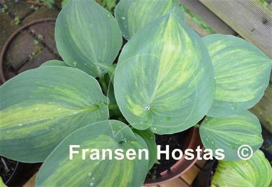 Hosta Moonlight Sonata streaked