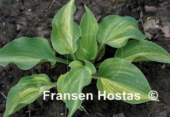 Hosta Moonlight Sonata streaked