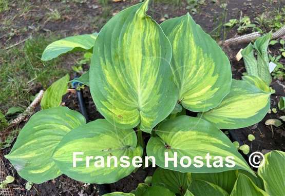 Hosta Moonlight Sonata streaked