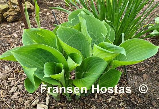 Hosta Moonlight Sonata 