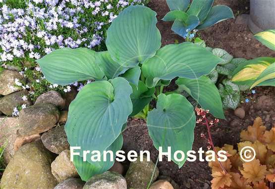 Hosta Moonlight Sonata