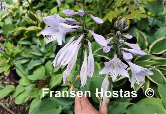 Hosta Moonlight Sonata