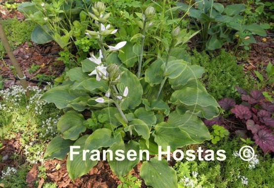 Hosta Moonlight Mirage