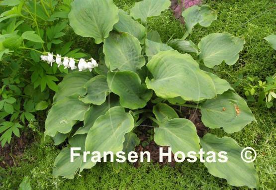 Hosta Moonlight Mirage