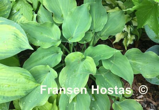 Hosta Moonlight Mirage