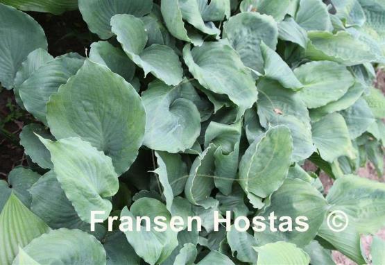 Hosta Moonlight Mirage